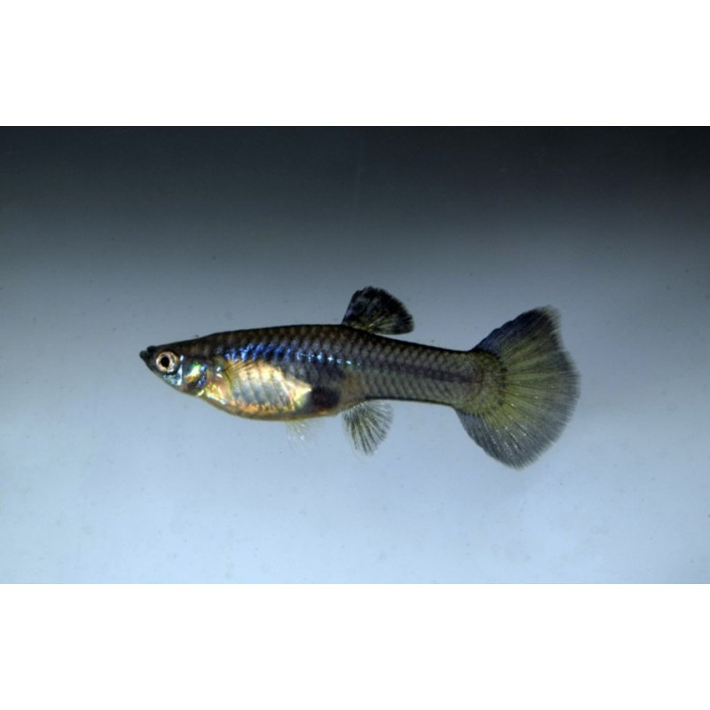 HEMBRA Guppy Blue Moscow Seleccion HEMBRA Guppy Blue Moscow Seleccion