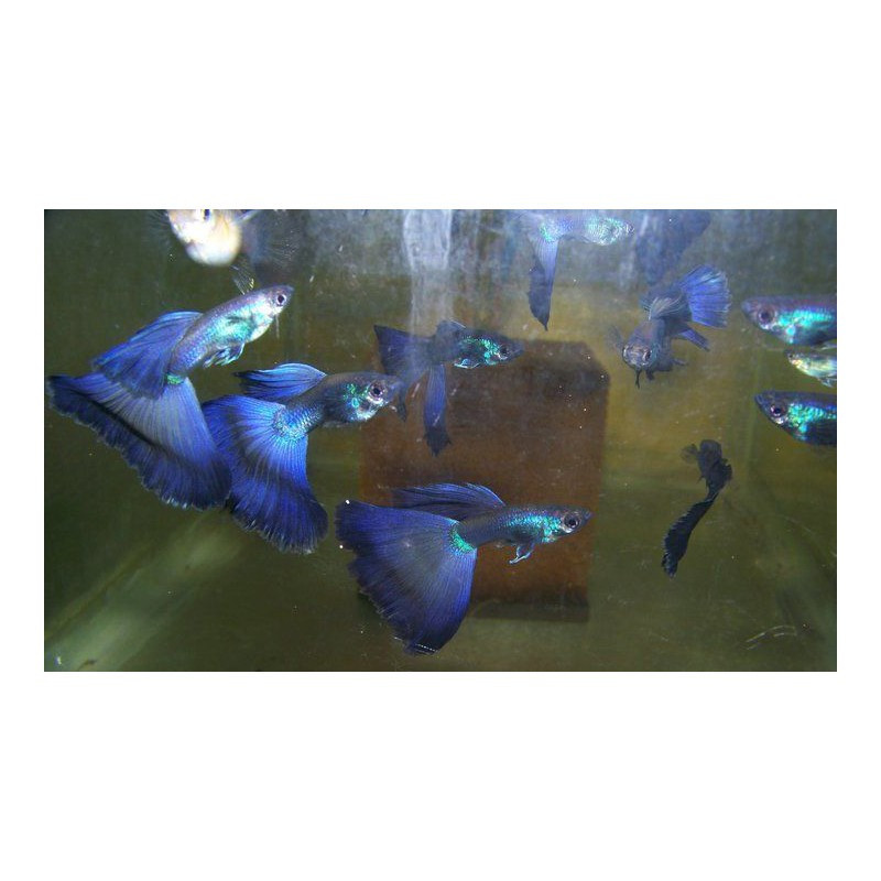 MACHO Guppy Blue Moscow Seleccion MACHO Guppy Blue Moscow Seleccion