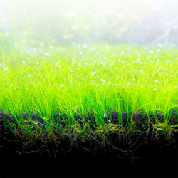 Bio Stratum Fluval 2 kg