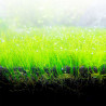 Bio Stratum Fluval 2 kg
