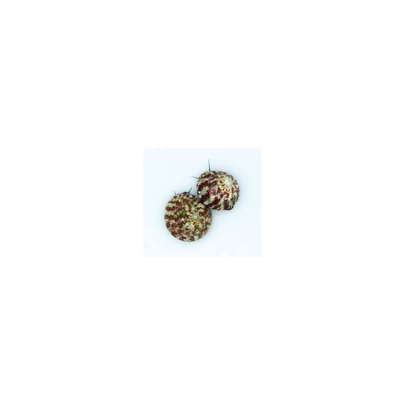 Trochus histrio Trochus histrio