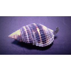 Trochus histrio