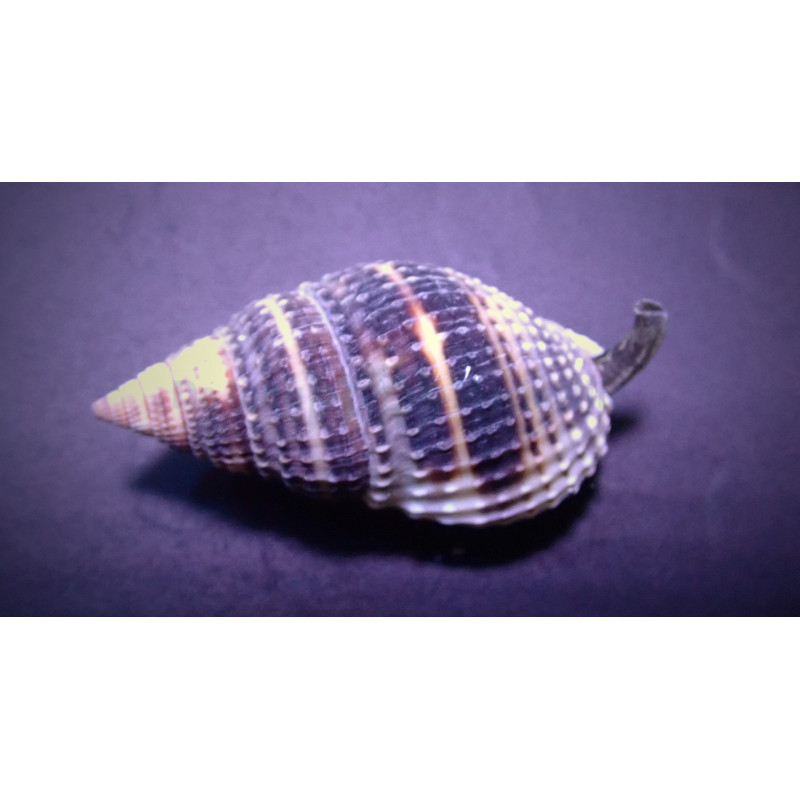 Trochus histrio