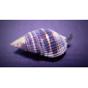 Trochus histrio