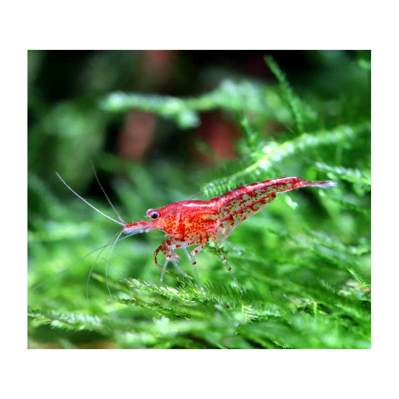 Gambas Red cherry ( Lote 10 unidades ) Gambas Red cherry ( Lote 10 unidades )
