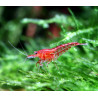 Gambas Red cherry ( 1 unidad )