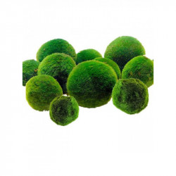 Marimo Cladophora
