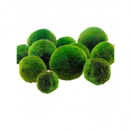 Marimo Cladophora