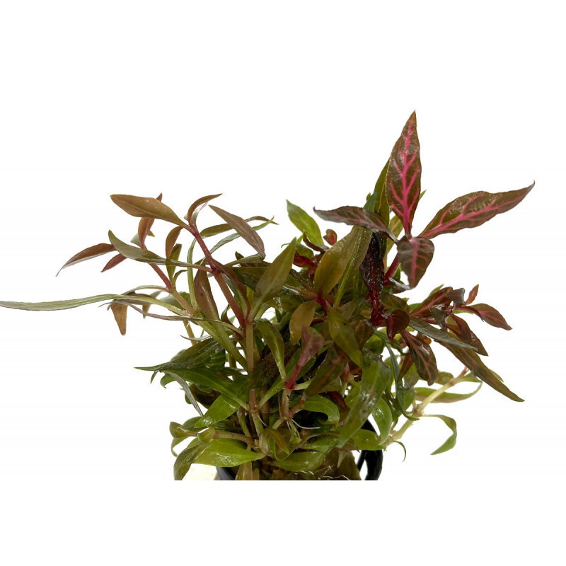 Alternanthera reineckii VARIEGATUS Alternanthera reineckii VARIEGATUS