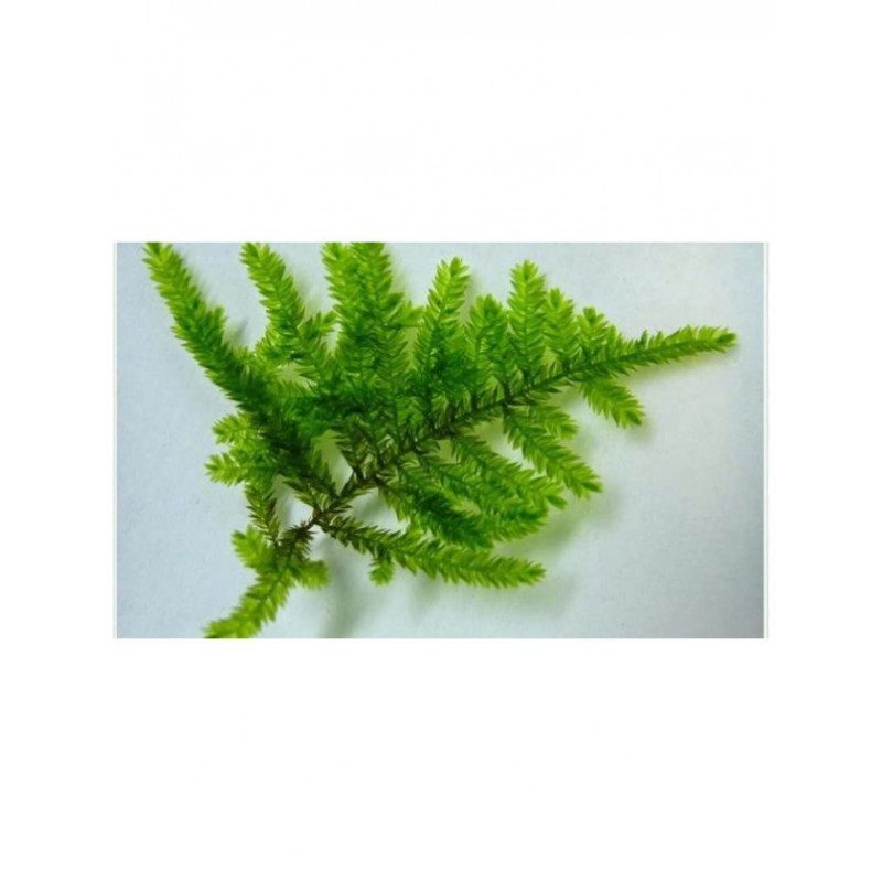 Peacock moss - Selaginella uncinata Peacock moss - Selaginella uncinata