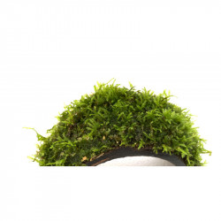Reefer 170 NEGRO acuario, mueble y sump