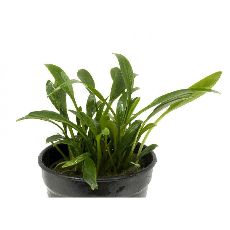 Cryptocoryne nevillii Cryptocoryne nevillii