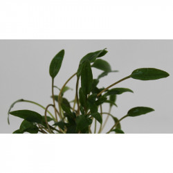 Reefer 350 BLANCO acuario, mueble y sump