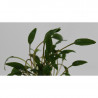 Reefer 170 acuario, mueble y sump