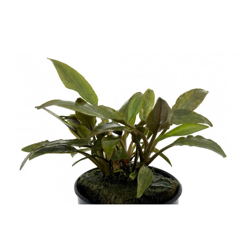 Cryptocoryne petchii Cryptocoryne petchii