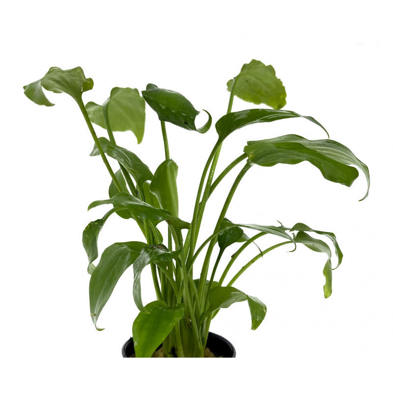 Cryptocoryne pontederifolia Cryptocoryne pontederifolia