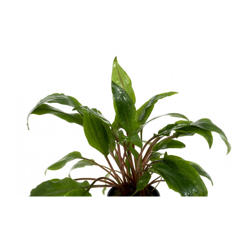 Cryptocoryne Undulatus Cryptocoryne Undulatus