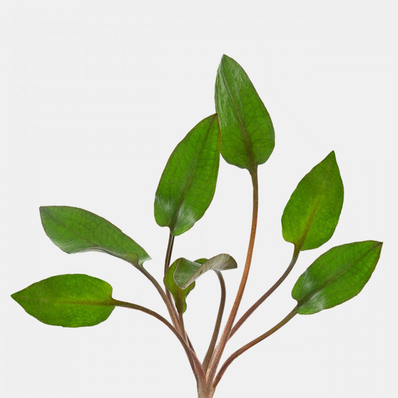cryptocoryne wendtii red cryptocoryne wendtii red