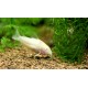 Corydora albina