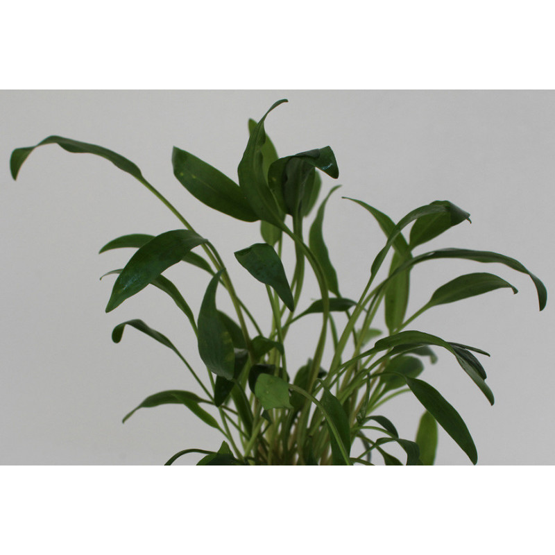 Cryptocorynes lucens Cryptocorynes lucens