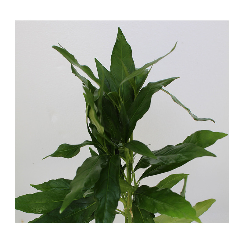 Hygrophila acuatica o Justicia gendarussa Hygrophila acuatica o Justicia gendarussa