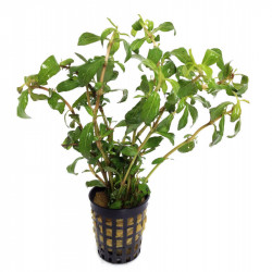 Hygrophila polysperma