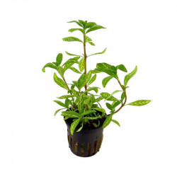 Hygrophila polysperma rosanervis