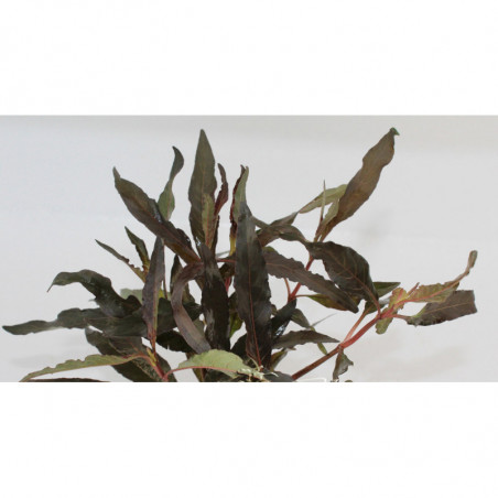 Nomaphila Purpura