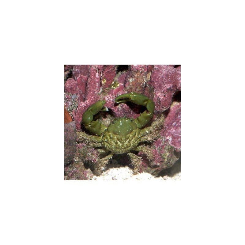 Mithraculus sculptus Mithraculus sculptus