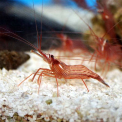 Lysmata wurdemanni