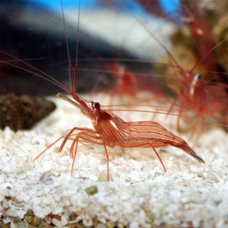 Lysmata wurdemanni