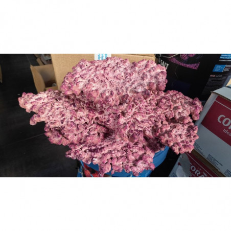 Roca para acuario marino ( Platos )