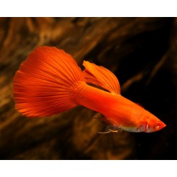 Guppy MOSCOW RED ALBINO