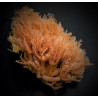 Anthelia glauca Anthelia glauca
