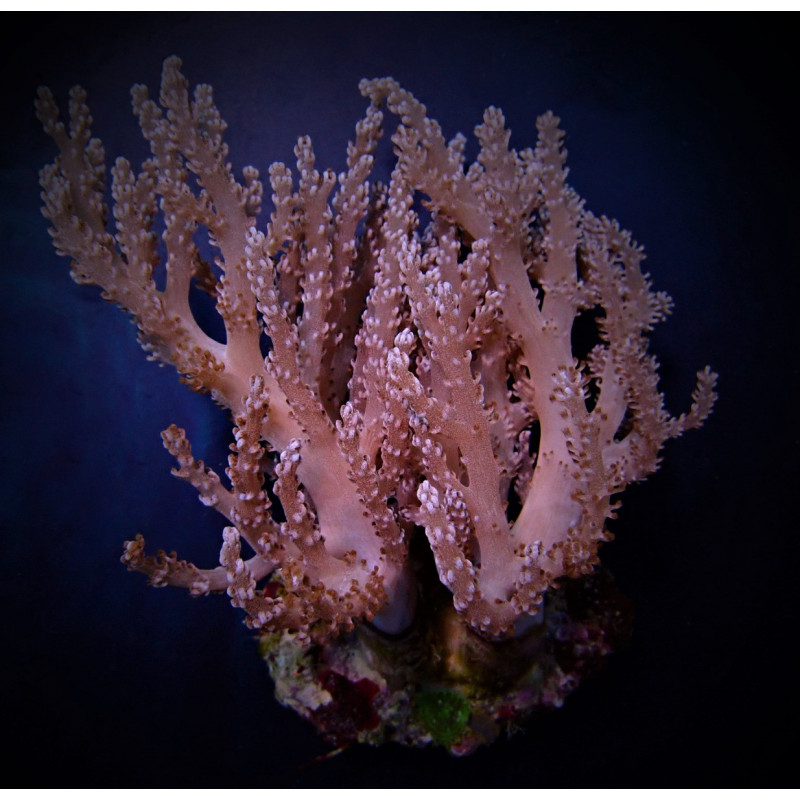 Capnella spp. (Bali) Capnella spp. (Bali)