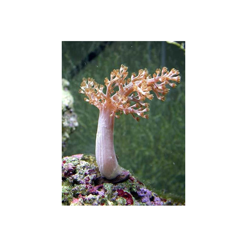 Capnella spp. (Kenya) Capnella spp. (Kenya)