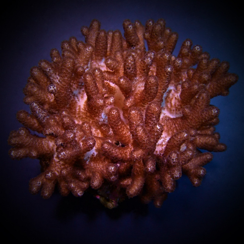 Cladiella spp. (O2 Halversoni) Cladiella spp. (O2 Halversoni)