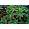 Clavularia spp. (Green) Clavularia spp. (Green)