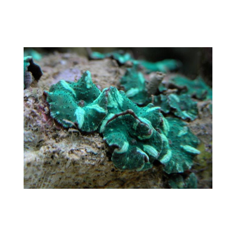 Discosoma coeruleostriatus Discosoma coeruleostriatus