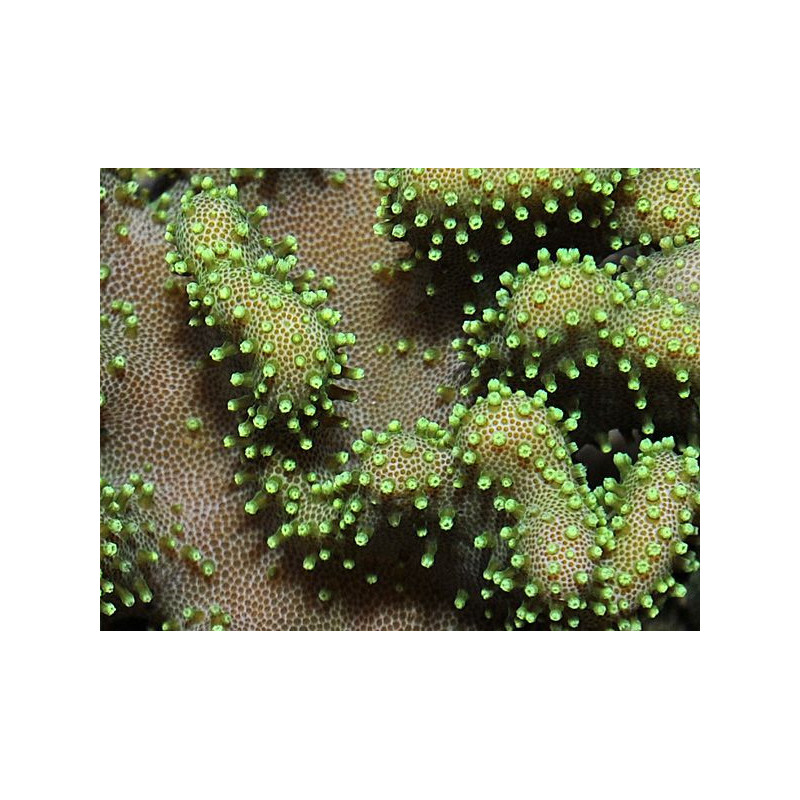 Lobophytum spp. (Green) Lobophytum spp. (Green)