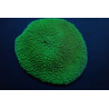 Rhodactis mussoides (Grade A) Rhodactis mussoides (Grade A)