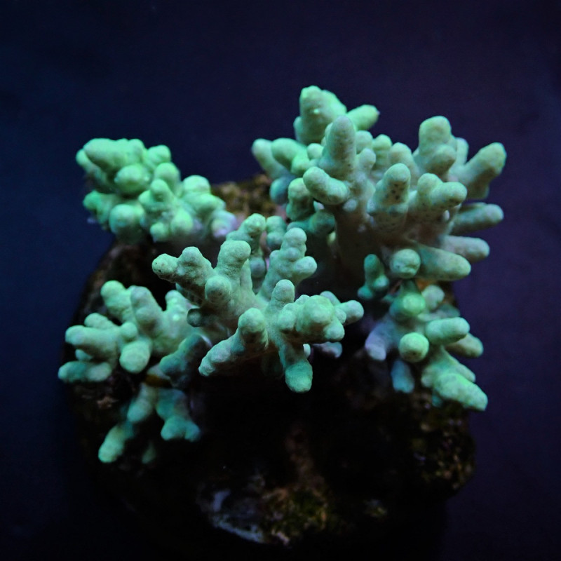 Sinularia spp. (Yellow-Green) Sinularia spp. (Yellow-Green)