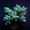Sinularia spp. (Yellow-Green) Sinularia spp. (Yellow-Green)