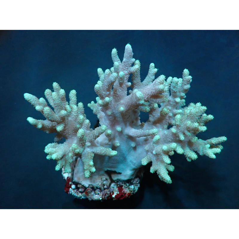 Sinularia spp. Sinularia spp.