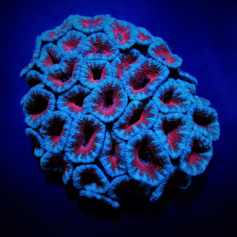 Acanthastrea lordhowensis (Red) Acanthastrea lordhowensis (Red)