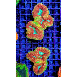 Acanthastrea pachysepta (Splitcolor) (Premium)