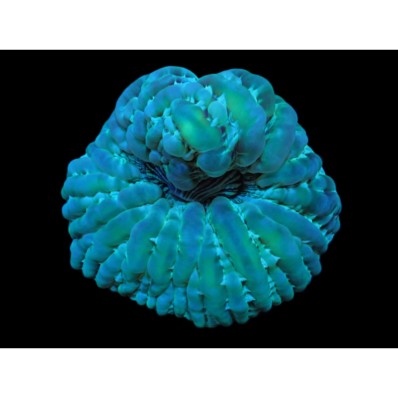 Cynarina macassarensis Cynarina macassarensis