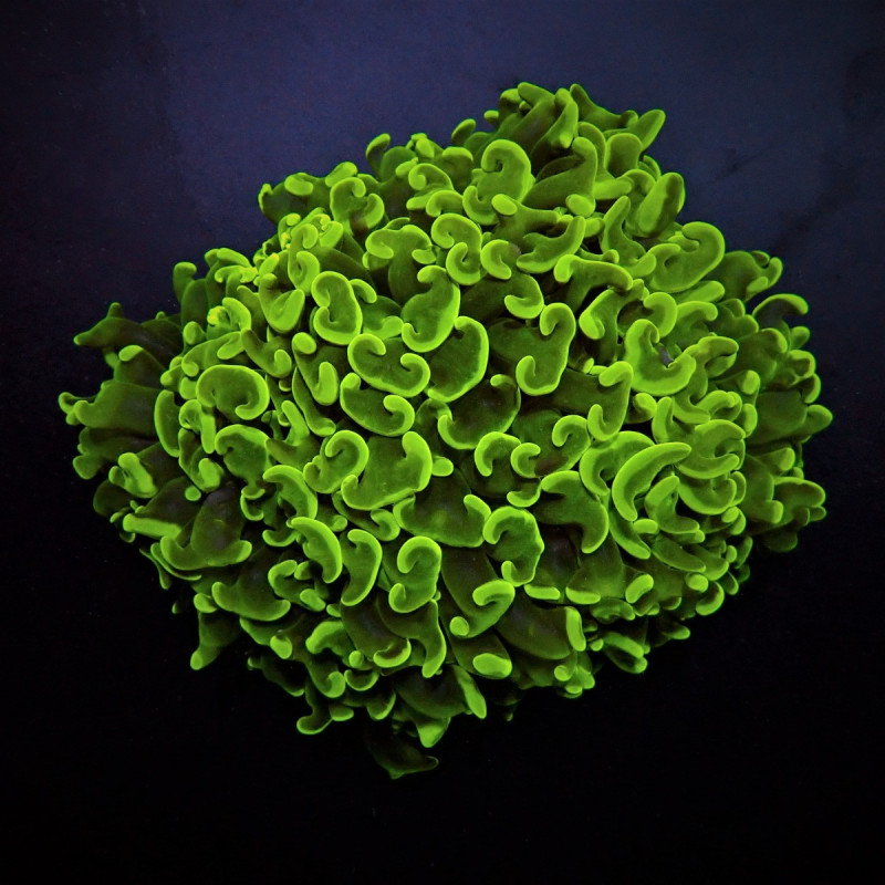 Euphyllia ancora (Green) (Premium) Euphyllia ancora (Green) (Premium)