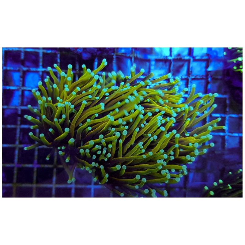 Euphyllia glabrescens (Dragon Soul) Euphyllia glabrescens (Dragon Soul)