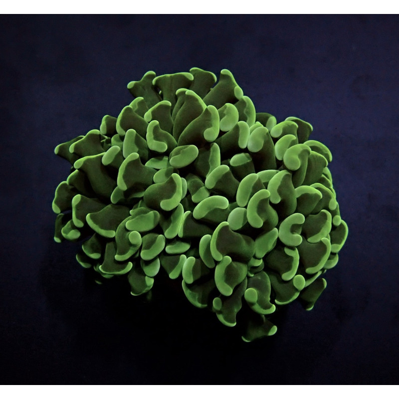 Euphyllia paraancora (Green) (p/h) Euphyllia paraancora (Green) (p/h)